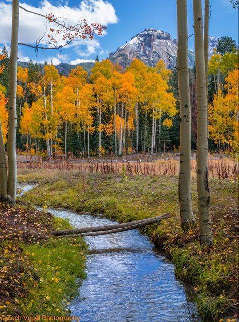 Aspen Trees Photography, Beautiful Valley, Valley Landscape, The Blue Sky, Aspen Trees, Tree Photography, Mountain Scene, Wide World, Fall Day