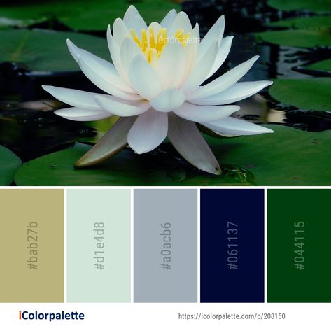 Color Palette ideas from 172 Lotus Images | iColorpalette Water Lily Color Palette, Lotus Colour Palette, Lotus Color Palette, Lily Color Palette, Lotus Flower Colors, Lotus Image, Colours That Go Together, Sacred Lotus, Color Palette Ideas