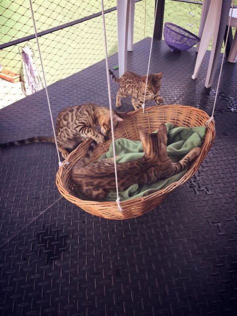 Diy Cat Hammock, Katt Diy, Diy Cat Bed, Chat Diy, Cat Patio, Diy Hammock, Ragdoll Kittens, Diy Dog Toys, Old Baskets