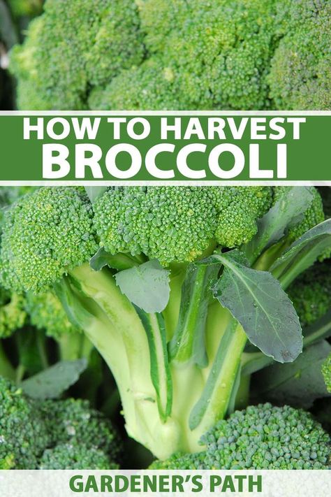 Broccoli is one of those veggies that offers so much more than we often give it credit for. This staple crop can be harvested for its large heads, as well as its young tender leaves and side shoots. Read on to learn how to harvest and store broccoli, and pick up some delicious recipe ideas too. #broccoli #gardenerspath How To Harvest Broccoli, Harvesting Broccoli, Broccoli Leaves, Garlic Roasted Broccoli, Veggie Lasagna, Food Forest, Growing Fruit, Hydroponic Gardening, How To Store