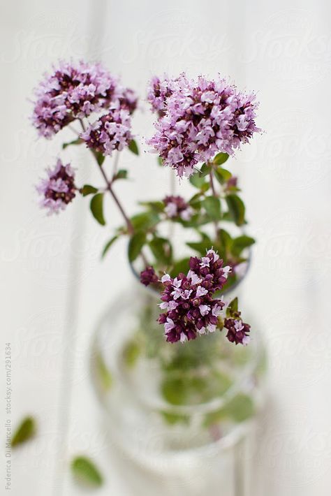 Flowered oregano by Federica Di Marcello Oregano Flowers, Bloom Where You Are Planted, Nuts And Seeds, Spices And Herbs, Oregano, Red Peppercorn, Flower Vases, Eden, Flower Pots