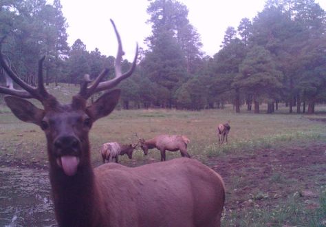 Trail Cam Photos, Wildlife Camera, Deer Photography, Trail Cam, Trail Cameras, Dog Motif, Camera Photos, Kodak Moment, Trail Camera