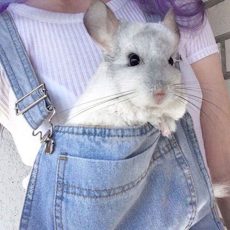 Fairy Animals, Chinchilla Cute, Chinchilla Pet, Chinchillas, Aesthetic Stuff, Cute Creatures, Sweet Animals, Animal Planet, Exotic Pets