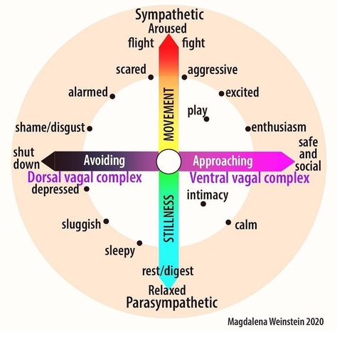 Vagal Nerve, Window Of Tolerance, Regulate Your Nervous System, Polyvagal Theory, Somatic Experiencing, Internal Family Systems, Mental Health Therapy, Autonomic Nervous System, Therapy Counseling