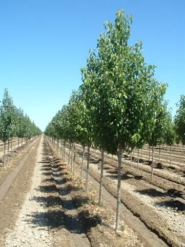 Cleveland Select Pear Cleveland Pear Tree, Tree Id, Pear Trees, Pear Tree, Back Doors, Cleveland, Pear, The Selection, Country Roads