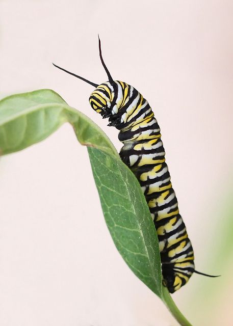 Monarch Butterfly Caterpillar, Monarch Caterpillar Tattoo, Caterpillar Reference, Catapiller Drawing, Caterpillar Sculpture, Caterpillar Sketch, Caterpillar Aesthetic, Caterpillar Photography, Caterpillar Monarch