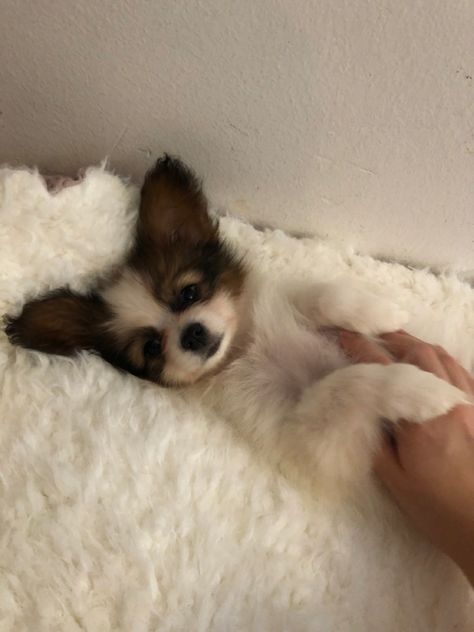 Papillon in an white bed Papillion Puppies, Papillon Dog Puppy, Papillon Dogs, Pets Aesthetic, Papillon Puppy, Papillon Dog, Dream Dog, Chocolate Swirl, Majestic Animals