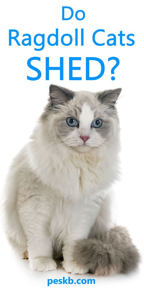 Rumor has it that Ragdoll cats don't shed. We explore if this is true or just wishful thinking #ragdollcats Cats That Dont Shed, Cat Ownership, Shih Tzu Funny, Cat Allergies, Ragdoll Cats, Cat Hacks, Cat Shedding, Rumor Has It, Cat Help