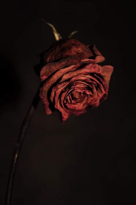 Still Life 2, Growth And Decay, Rosé Aesthetic, Single Rose, Rose Wallpaper, Human Emotions, Shades Of Black, Quote Aesthetic, Flower Wallpaper