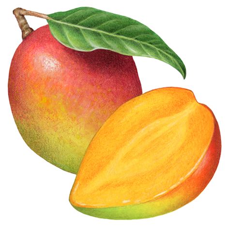 Tropical fruit painting of a whole mango and a cut half mango. Tropical Fruits Drawing, Mango Botanical Illustration, How To Draw Mango Fruit, Mango Watercolor Painting, All Fruits Images, Mango Fruit Drawing, Mango Drawings, Mango Picture, Mango Illustrations