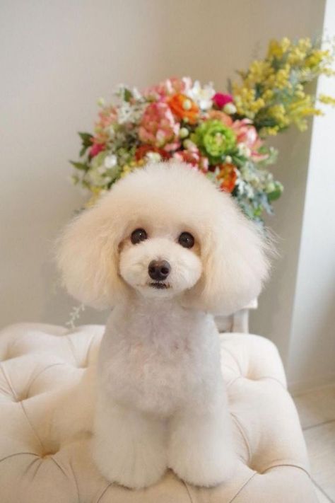 Poodle Puppy Cut, Toy Poodle Haircut, Poodle Haircut Styles, Puppies Poodle, Anjing Poodle, Toy Poodle Puppy, Poodle Hair, Poodle Haircut, Dog Grooming Styles