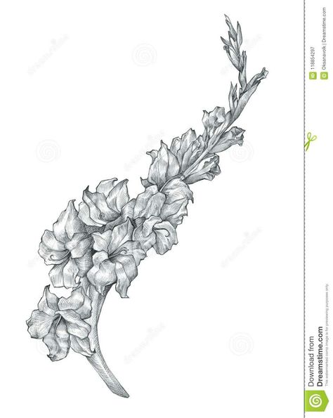 Beautiful Pencil Gladiolus Flower Drawing Sketch Illustration Stock Illustration - Illustration of design, black: 118854297 Gladiolus Flower Line Drawing, Gladiolus Drawing Tattoo, Black And White Gladiolus Tattoo, Gladiolus Rib Tattoo, Gladiolas Drawing, Gladiolus Tattoo Black And White, Gladiolus Flower Tattoo Design, Gladiolus Flower Drawing Tattoos, Gladiolus Flower Drawing Simple