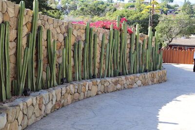 Fence post cacti (Pachycereus marginatus) Mexican Fence Post Cactus Landscape, Cactus Fence, Mexican Fence Post Cactus, Fence Post Cactus, Cactus Landscaping, Tapestry Garden, Mexican Fence Post, Driveway Landscape, Aeonium Kiwi