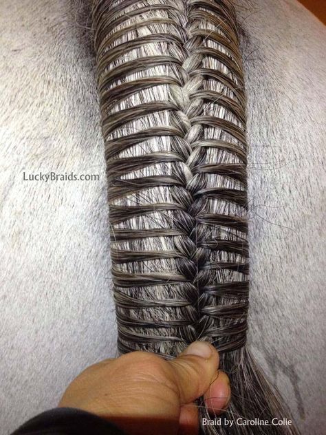 Horse Mane Braids, Horse Hair Braiding, Horse Braiding, Tail Braids, Braids Ideas, Horse Mane, Horse Tail, Horse Tips, Horse Grooming