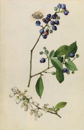 Blueberry branch Bush Drawing, Illustration Botanique Vintage, Highbush Blueberry, Blueberry Plant, Branch Tattoo, Illustration Botanique, Wild Blueberries, Scientific Illustration, Plant Illustration