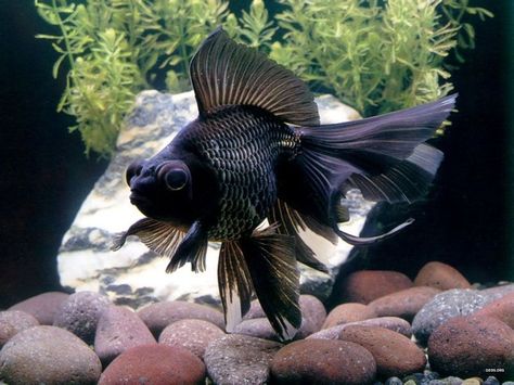 Black Moor - Goldfish Black Moor Goldfish, Black Goldfish, Aquarium Tips, Comet Goldfish, Oranda Goldfish, Goldfish Tank, Fish Bowls, Pretty Fish, Golden Fish