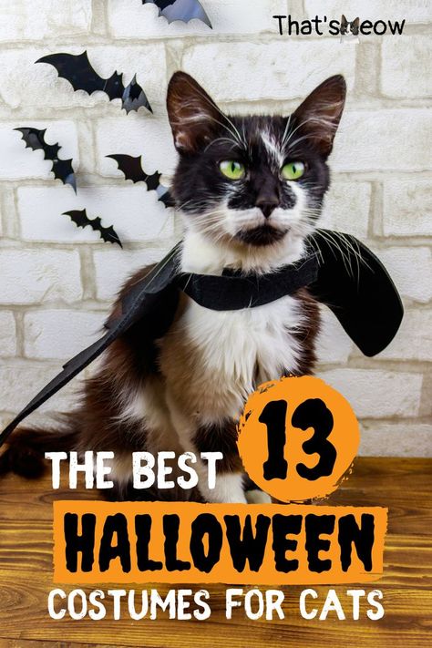 halloween costumes for cats Halloween Costumes For Cats Diy, Cute And Funny Halloween Costumes, Cat Costumes For Cats, Old Man Halloween Costume, Kitten Halloween Costume, Hello Kitty Pics, Halloween Costumes For Cats, Kitty Halloween Costume, Kitten Halloween Costumes