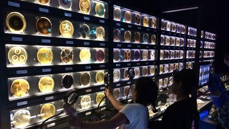 Ed Yong explores Micropia, a museum in Amsterdam that honors microorganisms and their contribution to the human microbiome. Small Museum, Museum Exhibition Design, Interactive Museum, Nature Museum, Museum Displays, Wakayama, Exhibition Display, Science Museum, Museum Exhibition