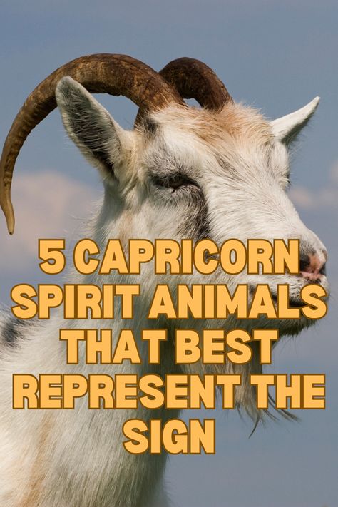 Capricorn is one of many Zodiac signs represented by spirit animals! This famine, Cardinal, Earth sign is stable, practical and wise. The following article explores the 5 Capricorn spirit animals that are most connected to it! #Capricorn #SpiritAnimal Capricorn Mythical Creature, Capricorn Spirit Animal, Capricorn Animal, Capricorn Witch, Animal Omens, Capricorn Personality, Western Astrology, Capricorn Goat, Astrology Capricorn