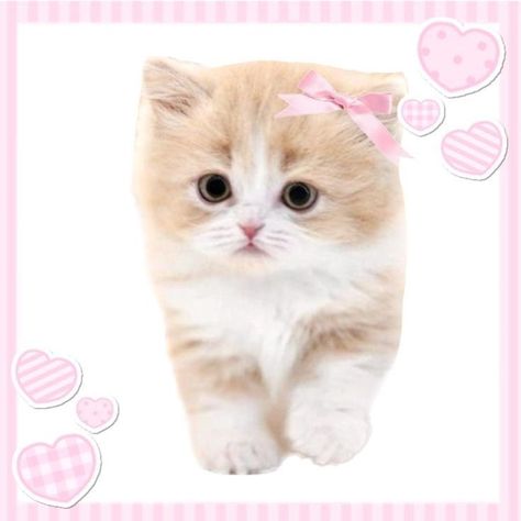 Silly Cats Pictures, Silly Animals, Pink Cat, Silly Cats, Animals Friends, Cat Pics, Cute Icons, Kittens Cutest, A Cat