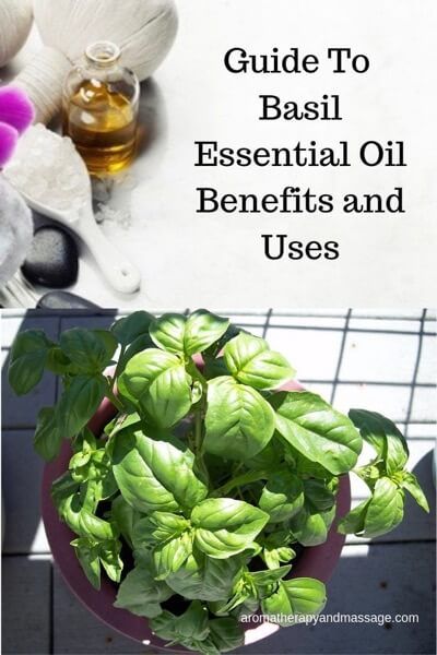 Basil Essential Oil Benefits, Holy Basil Benefits, Holy Basil Essential Oil, Calendula Essential Oil, Benefits Of Basil, Ocimum Basilicum, Therapy Business, Massage Therapy Business, Basil Essential Oil