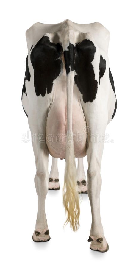 Holstein cow, 5 years old, rear view. Holstein cow, 5 years old, against white b , #sponsored, #years, #cow, #Holstein, #rear, #background #ad Holstein Cow, Cow Holstein, Cow Tail, Dairy Cows Holstein, Cow Sketch, Cow Photos, Holstein Cows, Cow Pictures, White Cow