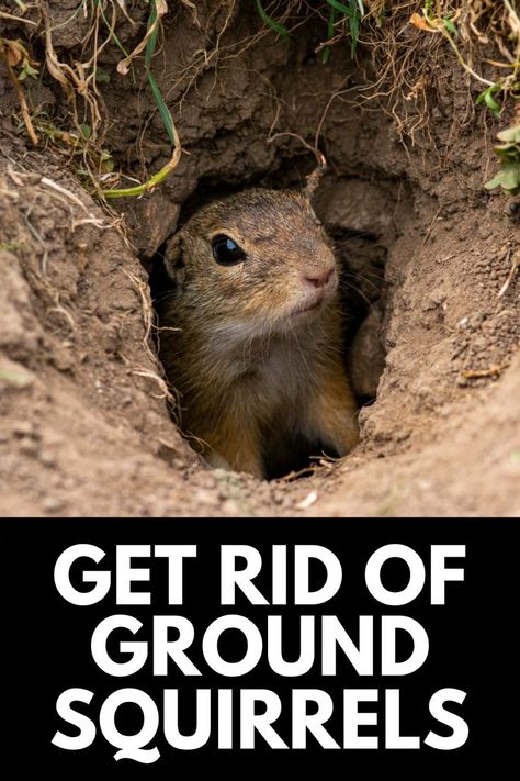 Ground Squirrel Repellent How To Get Rid, Get Rid Of Squirrels In Yard, Ground Squirrels How To Get Rid Of, Ground Hog Deterrent, How To Get Rid Of Squirrels, How To Get Rid Of Squirrels In Your Yard, How To Get Rid Of Chipmunks In Yard, Gophers Get Rid Of, How To Get Rid Of Gophers In Yard