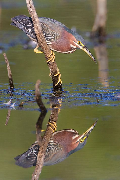 Green Heron, Photography Resources, Animal Study, Herons, Animal Bones, Bird Artwork, Nature Wildlife, Big Bird, Bird Pictures