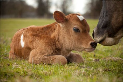 A GORGEOUS Jersey calf was born to one of Tatton Park’s cows in the early hours of Tuesday morning. Jersey Calf, Sculpting Inspiration, Cow Photography, Cow Wallpaper, Cow Drawing, Cow Photos, Mini Cows, Jersey Cow