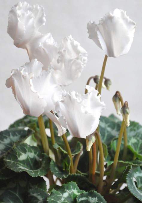 Cyclamen Care, Wilted Flowers, Easy Care Houseplants, Three Dogs, Garden Quotes, Outdoor Inspirations, Plant Roots, Fragrant Flowers, 3d Flowers