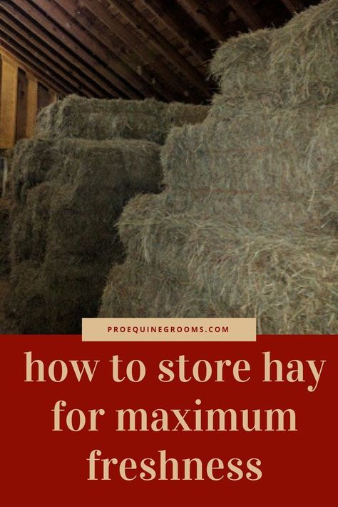 Hay Storage Ideas, Hay Storage, Horse Nutrition, Horse Farm Ideas, Horse Hay, Homesteading Animals, Barn Hacks, Raising Farm Animals, Goat Barn