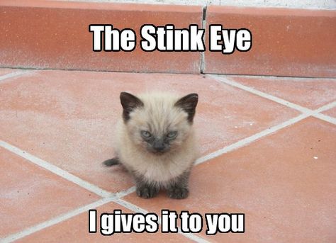 The Stink Eye No More Mr Nice Guy, Mr Nice Guy, Charlie Sheen, Cat Quotes, Funny Cat Memes, Grumpy Cat, Silly Cats, Animal Quotes, Siamese Cats