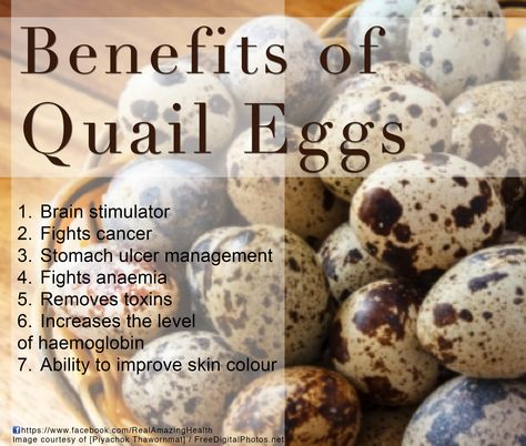 Big Benefits of Quail Eggs Quail Eggs Benefits, Protein List, Quail Pen, Pickled Quail Eggs, Quail Recipes, Button Quail, Quail Coop, Egg Benefits, Raising Quail