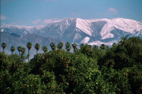 Why I Love Redlands, California University Of Redlands, Redlands California, Miss California, Riverside California, Scenic Travel, California Living, Inland Empire, Vintage Los Angeles, California Love