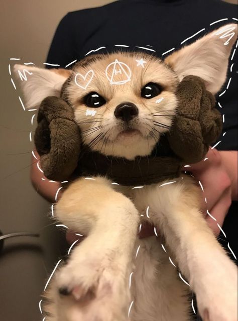 Taxidermy Fox, Fox Background, Fox Memes, Therian Pfp, Therian Mask, Fox Pictures, Fennec Fox, Disney Collage, Silly Cats Pictures