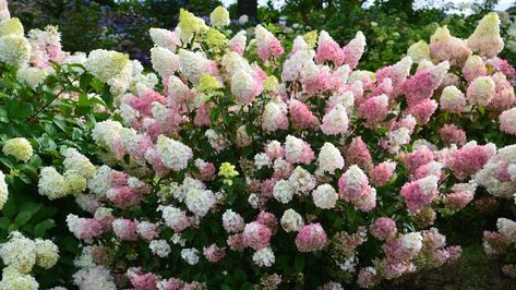 6 Untraditional Container Plants | Architectural Digest Large Container Planting Ideas, Container Planting Ideas, Strawberry Sundae Hydrangea, Pink And White Hydrangea, Hydrangea Plant, Types Of Hydrangeas, Strawberry Sundae, Container Planting, Panicle Hydrangea