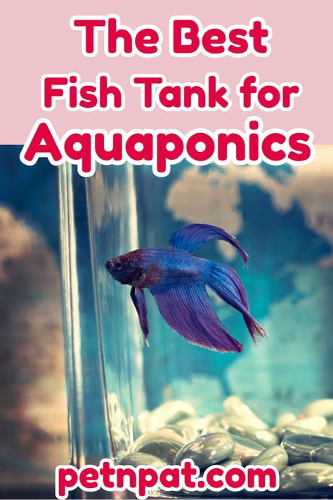 The Best Aquaponics Fish Tank – Eco Fish Tank With Plants On Top  #aquaponic #fish #fishtank #aquaponicfishtank #aquaponics #aquarium #pets #animals Aquaponics Indoor Fish Tanks, Aquaponic Gardening With Fish, Low Maintenance Fish Tank, Aquaponics Diy Indoor Fish Tanks, Diy Aquaponics Fish Tank, Fish Tank With Plants, Aquaponics Fish Tank, Hydroponic Fish Tank, Fish Tank Aquaponics