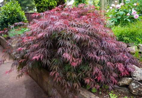 Japanese Maple Garden, Red Maple Tree, Meditation Garden, Japanese Maple Tree, Acer Palmatum, Fast Growing Trees, Big Plants, Unique Trees, Woodland Garden