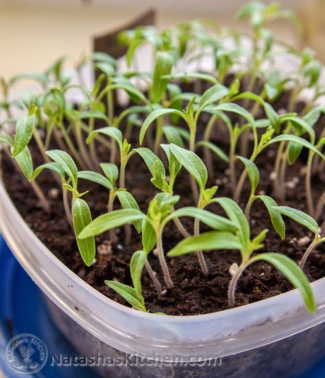 How to Plant Tomatoes - Sprouting seeds - NatashasKitchen.com How To Plant Tomatoes, Plant Tomatoes, Sprouting Seeds, Starting Seeds Indoors, Gardening Trends, Indoor Plant Care, Garden Veggies, Tomato Seeds, Tomato Plants