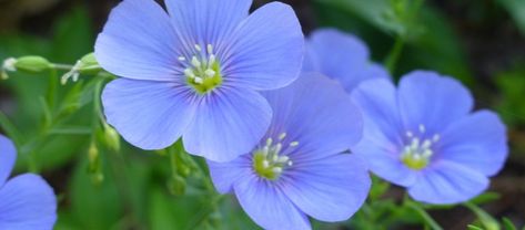 How is linen made | From Flax Flower to Fitted Sheet | Linenbeauty Blue Cosmos, Bed Setup, Partial Shade Plants, Luxurious Bedding, Flax Flowers, Flax Plant, Good Morning Beautiful Images, Home Garden Plants, Alone Photography