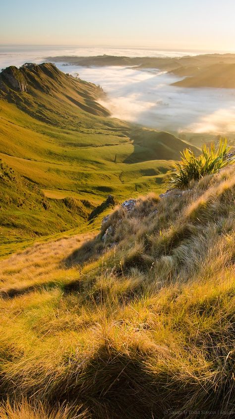 Dawn view from Te Mata Peak, Hawkes Bay, North Island, New Zealand Websites For Photographers, North Island New Zealand, Hawkes Bay, Farm Land, New Zealand Landscape, New Zealand North, Best Websites, Landscape Edging, Photography Websites