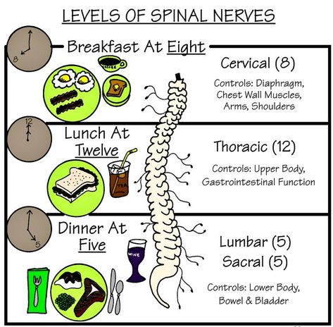 Nursing Classroom, Rehab Nursing, Nurse Practitioner Student, Nurse Jokes, Physical Therapy Assistant, College Nursing, Spinal Nerve, Nursing Mnemonics, Family Nurse Practitioner