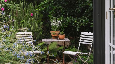 A colourful renovation of a rustic French farmhouse in Normandy Rustic French Farmhouse, Composting Food Scraps, Travertine Floor Tile, Stachys Byzantina, Helichrysum Italicum, Silver Plant, American Garden, Aromatic Plant, Lighting Plan