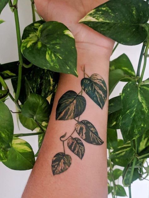 Vine Plant Tattoo Sleeve, Golden Pathos Tattoos, Thigh Plant Tattoos Women, Plants Tattoo Ideas, Sleeve Tattoos Plants, Plant Roots Tattoo, House Plant Tatoos, Plant Tattoo Ideas Sleeve, Plant Stomach Tattoo