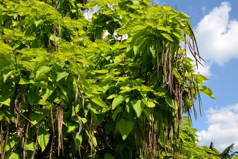 Indian Bean Tree, Catalpa Bignonioides, Long Bean, Runner Beans, Attracting Beneficial Insects, Attracting Bees, Chestnut Horse, Tree Seeds, How To Attract Birds