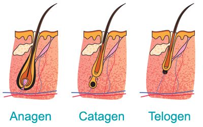 Generally the #hair #grows in three different cycles: anagen, catagen, and telogen.Only 10% of the hair undergoes for transition at a time. Anagen Catagen Telogen, Good For Hair Growth, Caffeine Effects, Grow Natural Hair Faster, Hair Solution, Growth Hair, How To Grow Natural Hair, Business Photoshoot, Home Remedies For Hair