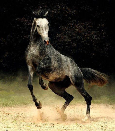 Impossible Pie, Horse Reference, Andalusian Horse, Grey Horse, Race Horses, Most Beautiful Animals, Majestic Horse, All The Pretty Horses, Horse Crazy