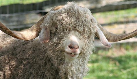 Angora Goats Are A Good Choice For Hobby Farmers - Hobby Farms G For Goat, Sheep Raising, Goat Character, Best Farm Animals, Ghost General, Types Of Goats, Goats For Sale, Starting A Farm, Dream Homestead