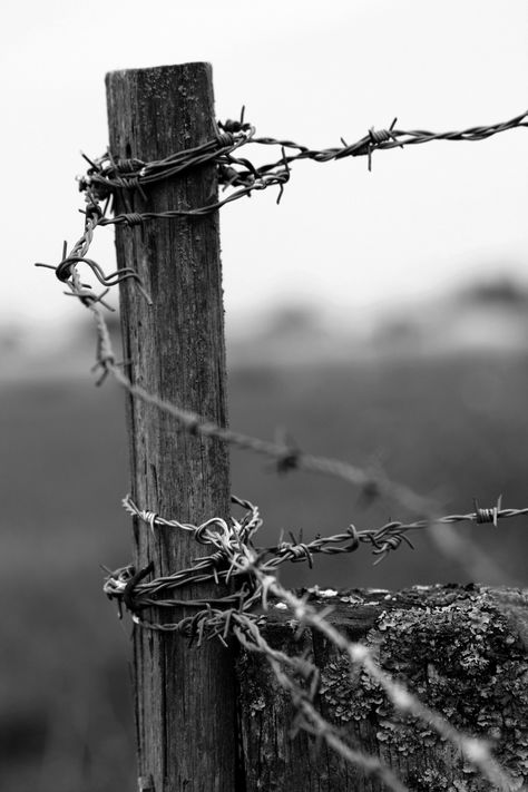 Own picture, Bligny Les Beaune, France  Theme : Enclosure Beaune France, Western Grunge, Country Fences, Country Photography, Barb Wire, Western Photography, Cowboy Aesthetic, Black And White Picture Wall, Old Fences