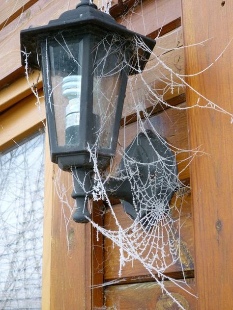 Get Rid Of Spiders, Garden Spider, Spider Costume, Halloween Spider Decorations, Levitation Photography, Double Exposure Photography, Homemade Halloween Decorations, Itsy Bitsy Spider, Spider Art